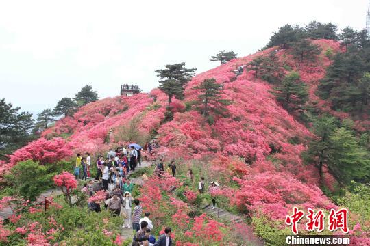 湖北麻城杜鹃文化旅游节4月10日启幕