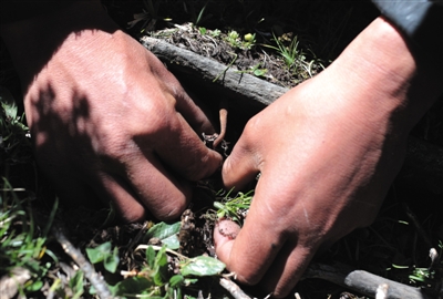 村民刨土，拨开土壤，取出虫草，再把土壤回填，尽量不破坏植被。