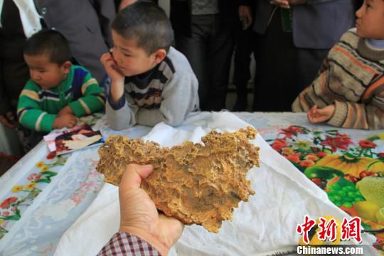 新疆一牧民捡到7850克天然金块形似中国地图（图）