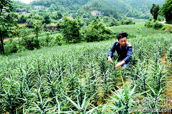 长阳土家青年农民覃鹏程发“药财”