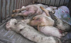 江西病死猪被销往7个省市超低价猪肉慎买