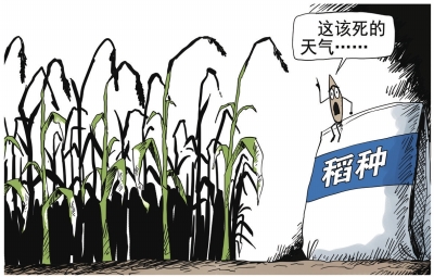 农业部：安徽减产绝收稻种并非“超级稻”