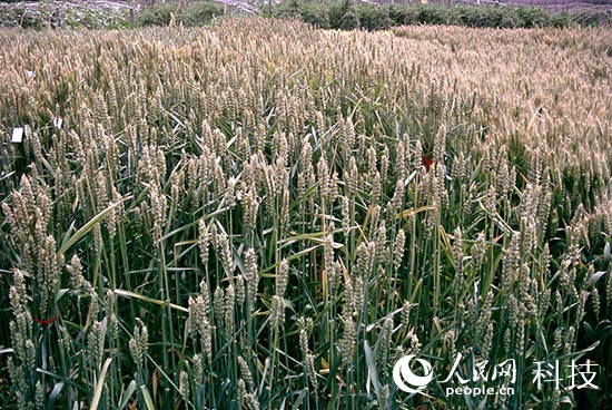 彩粒小麦彩色马铃薯问世 花青素含量接近蓝莓