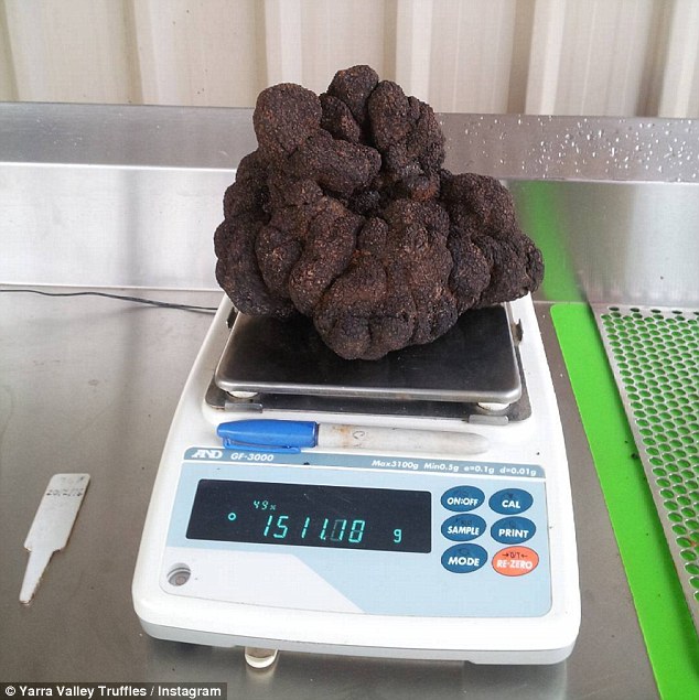 澳大利亚发现世界最大松露 重3斤价值约2万元