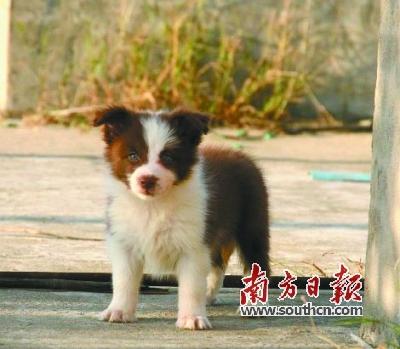 赶集网上1900元购"名犬" 货不对板不退款