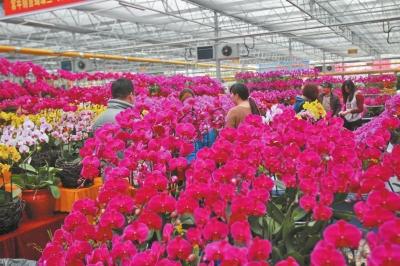 春节将至年宵花成花卉市场“主角”