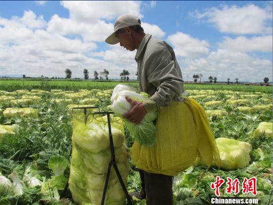 张家口坝上蔬菜销路不畅菜农叹菜贩子人间蒸发