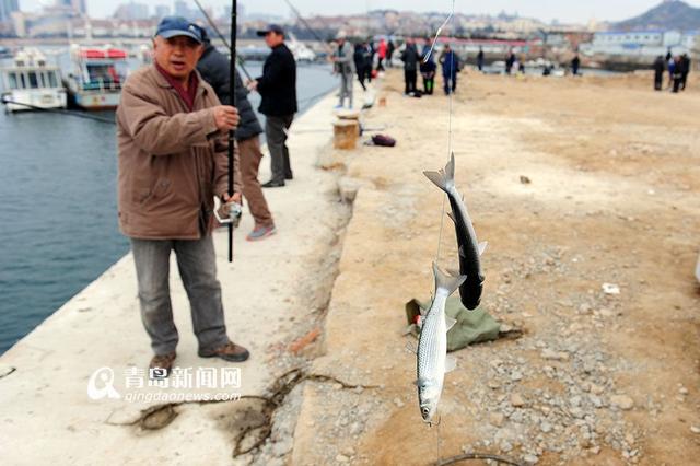 组图：青岛市民海边钓鱼不用饵 一天能钓40斤