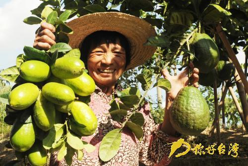 台湾香水柠檬大陆试种成功最大一个重七斤 农业 经贸 中国台湾网
