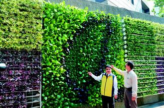 台南推出“垂直农场”一面墙就可以种蔬菜（图）