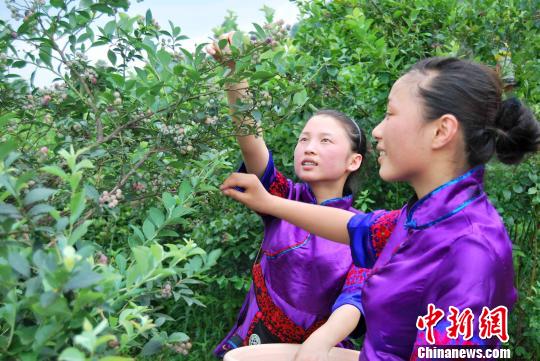 贵州麻江蓝莓“量产”富翁引台商青睐