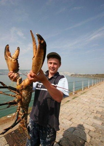 实拍渔民捕获的超大龙虾.