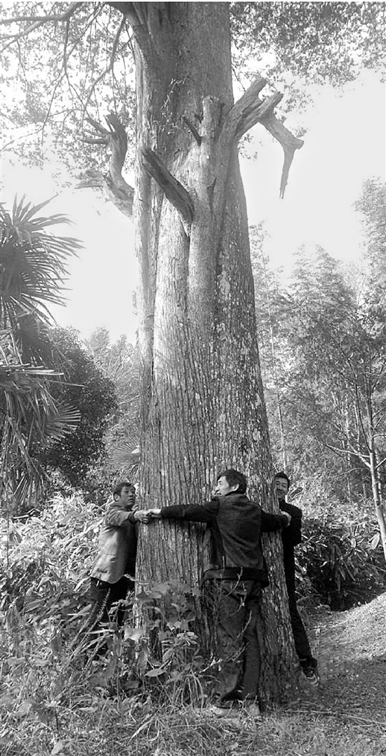 这棵370多年树龄的红豆杉，需要三个成年人才能合抱。