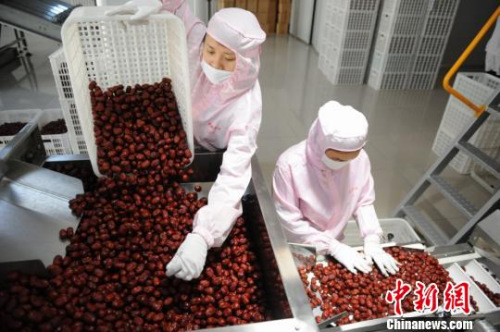 图为若羌县一公司的工作人员正在进行精选红枣。　王若丹 摄