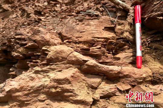 图为石川河剖面三叠纪早期的遗迹化石。　田力 摄