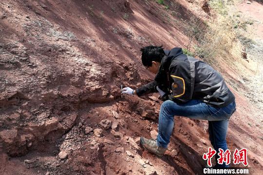 图为郭文伟博士在进行遗迹化石观察和测量。　田力 摄
