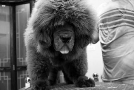 作为商品的藏獒一旦进入流通环节，其命运便不再是人能左右的。利润的高低买通了它们的生死。在一套近乎残酷的游戏规则中，当神话破灭，那一身的皮毛和狗肉便是它的底价。