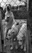 藏獒经济：残酷的游戏