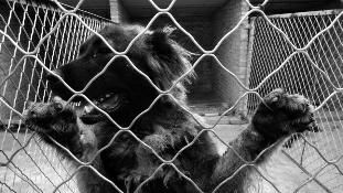 藏獒经济：残酷的游戏