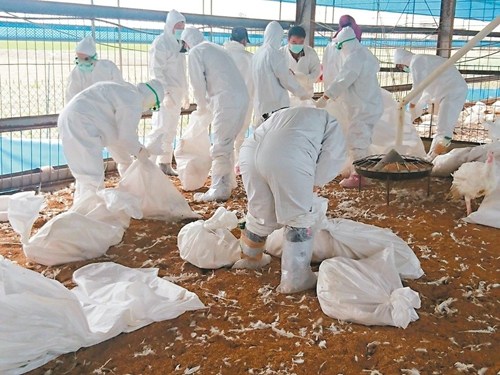 云林县十二处禽场感染疫情，防疫人员至鸡场扑杀千余只火鸡。 来源：台湾《联合报》