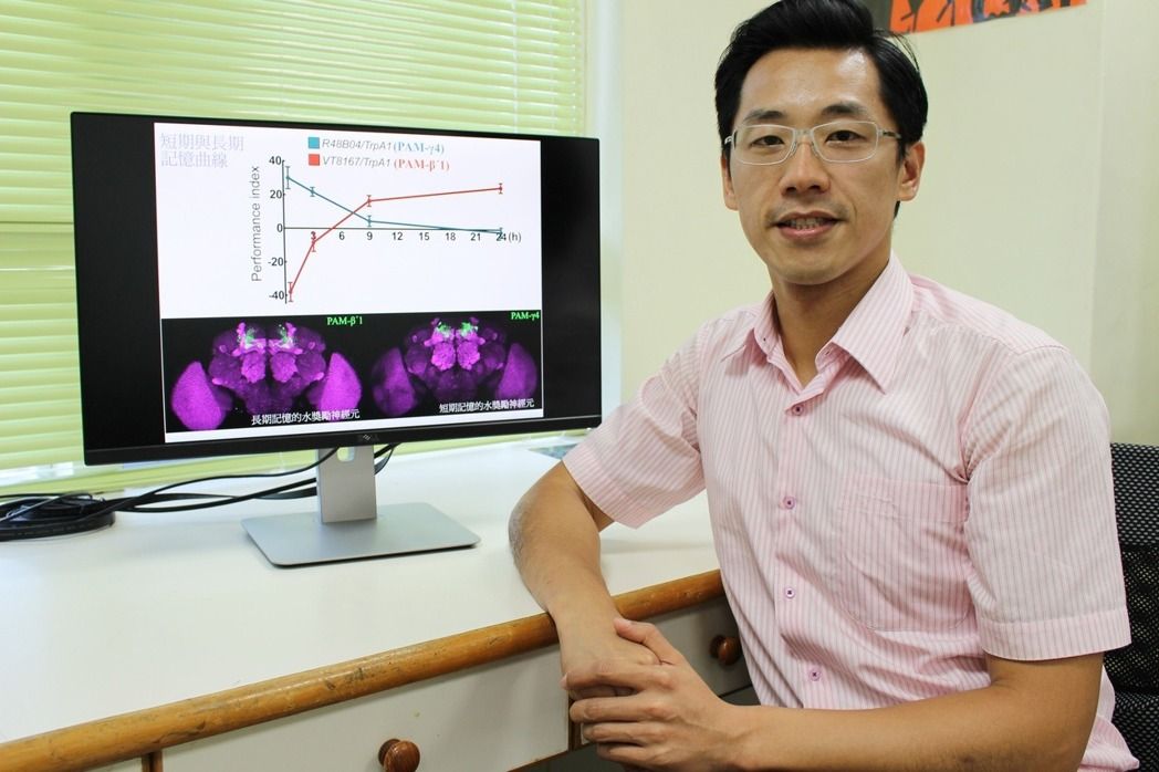 短期记忆转换成长期记忆？长庚大学用果蝇颠覆科学研究