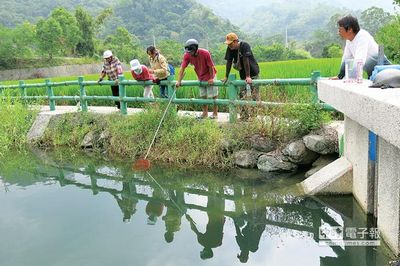 水母空降花莲淡水湖民众围观直呼“好可爱”（图）