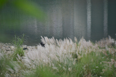 芒花季节渐入尾声银白浪花迎春(图)