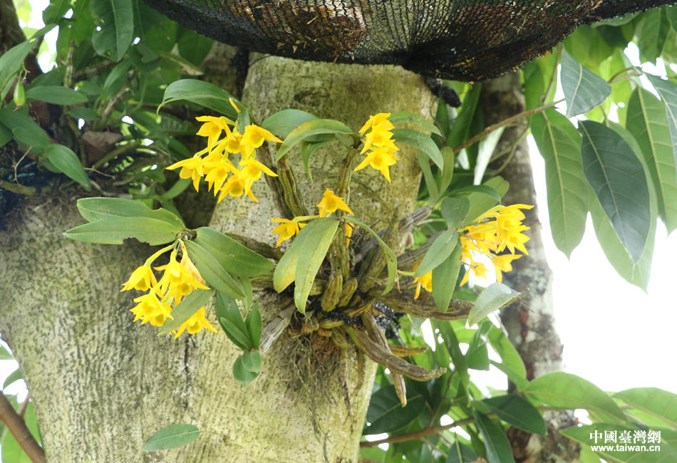 【美丽中国长江行】生态普洱石斛花开致富路