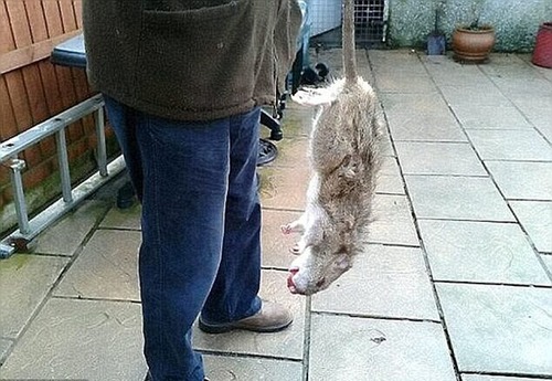 英国频现巨型老鼠