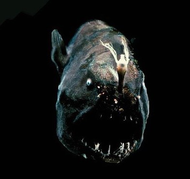 探险队员在陕西天坑意外发现罕见飞猫