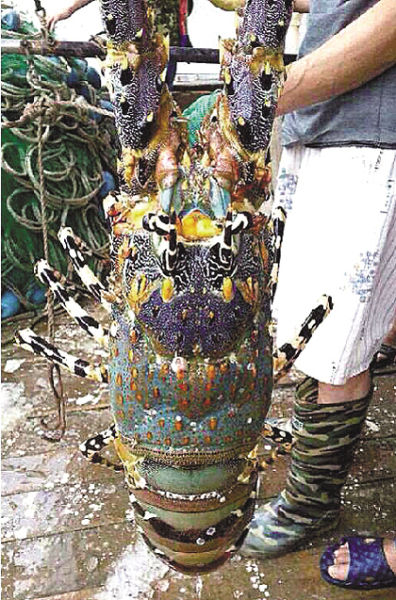 浙江渔民捕到神秘龙虾全身五彩斑斓能卖60万