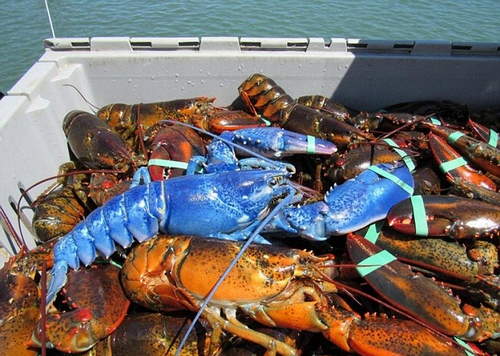 浙江渔民捕到神秘龙虾 全身五彩斑斓能卖60万