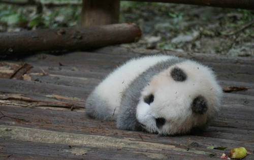 游客用食物砸醒熊猫 熊猫宝宝一脸委屈